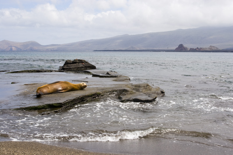 Galápagos Sealions On Beach